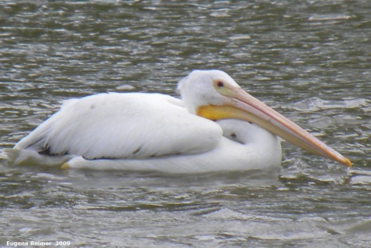 IMG 2009-Jul04 at Assiniboine Diversion Spillway Park:  White pelican (Pelecanus erythrorhynchos) the neckless one