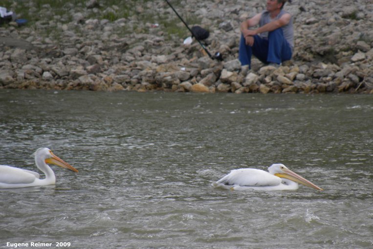 IMG 2009-Jul04 at Assiniboine Diversion Spillway Park:  White pelican (Pelecanus erythrorhynchos) with fisherman in background