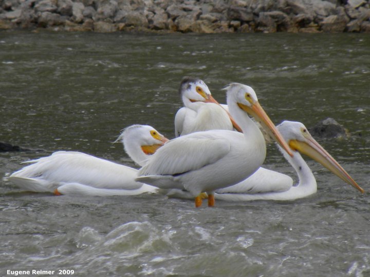 IMG 2009-Jul04 at Assiniboine Diversion Spillway Park:  White pelican (Pelecanus erythrorhynchos)