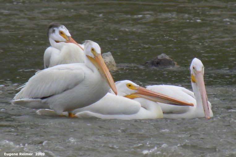 IMG 2009-Jul04 at Assiniboine Diversion Spillway Park:  White pelican (Pelecanus erythrorhynchos)