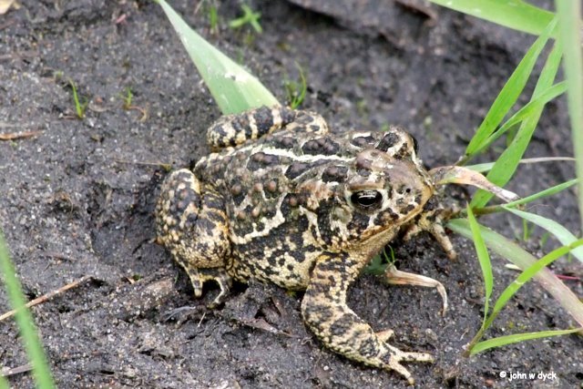 IMG 2009-Jul04 at Portage Sandhills:  Manitoba toad=Canadian toad (Bufo hemiophrys)