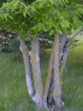 Hackberry: bark and foliage