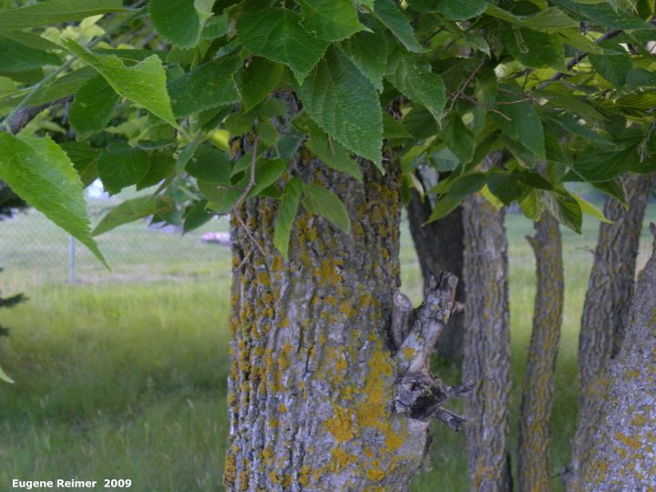 IMG 2009-Jul13 at BirdsHillPark:&nbsp; Hackberry (Celtis occidentalis) bark and foliage