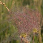 Three-flowered avens: Prairie-Smoke