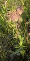 Three-flowered avens: plant in seed-stage aka Prairie-Smoke