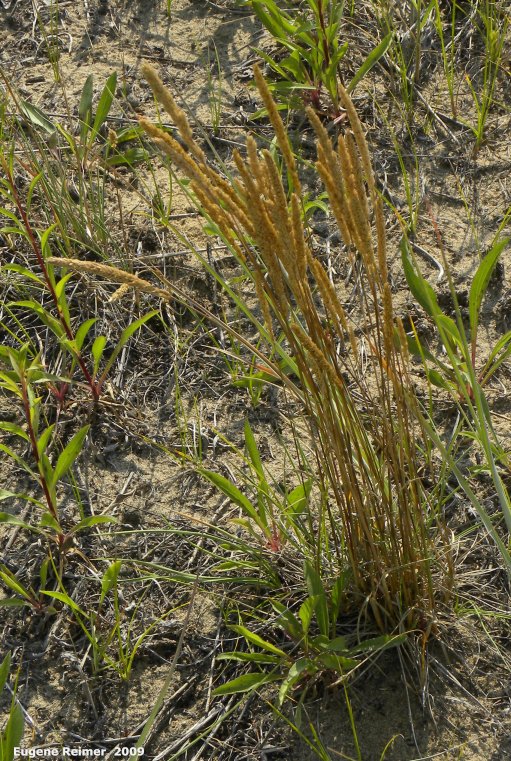 IMG 2009-Jul27 at Lauder Sandhills:  unidentified Grass (Poaceae sp)