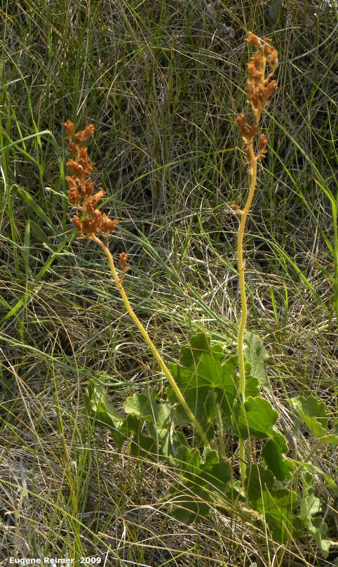 IMG 2009-Jul27 at Lauder Sandhills:  Richardsons alumroot (Heuchera richardsonii) plant with seedpods