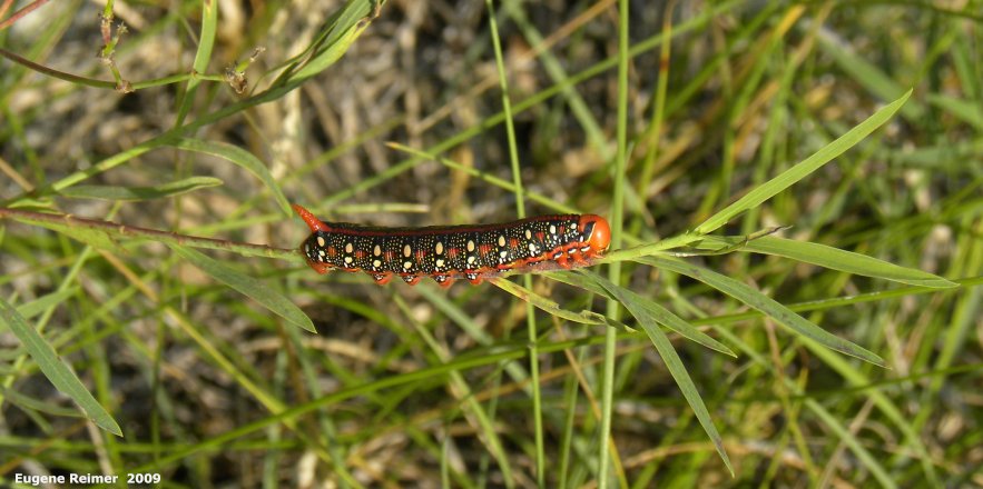 IMG 2009-Jul27 at Lauder Sandhills:  Spurge hawkmoth (Hyles euphorbiae) caterpillar late instar; introduced to control Leafy spurge (Euphorbia esula)