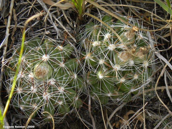 IMG 2009-Jul27 at Lauder Sandhills:  Pincushion cactus (Escobaria vivipara)
