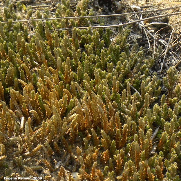 IMG 2009-Jul27 at Lauder Sandhills:  Unnamed tortula moss (Tortula ruralis) closer