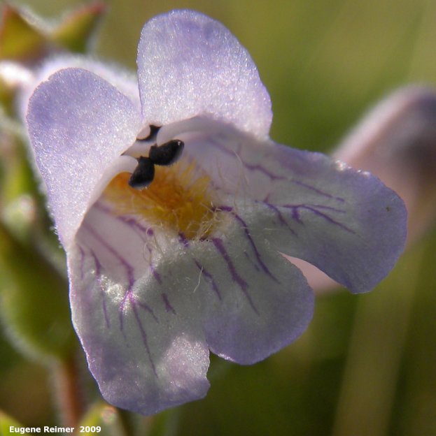 IMG 2009-Jul27 at Lauder Sandhills:  Lilac-flowered beardtongue (Penstemon gracilis) flower