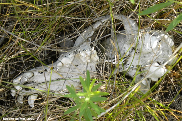 IMG 2009-Jul27 at Lauder Sandhills:  Grey wolf (Canis lupus) skull