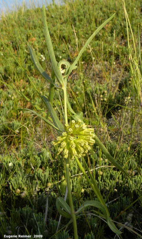 IMG 2009-Jul27 at Lauder Sandhills:  Green milkweed (Asclepias viridiflora) plant