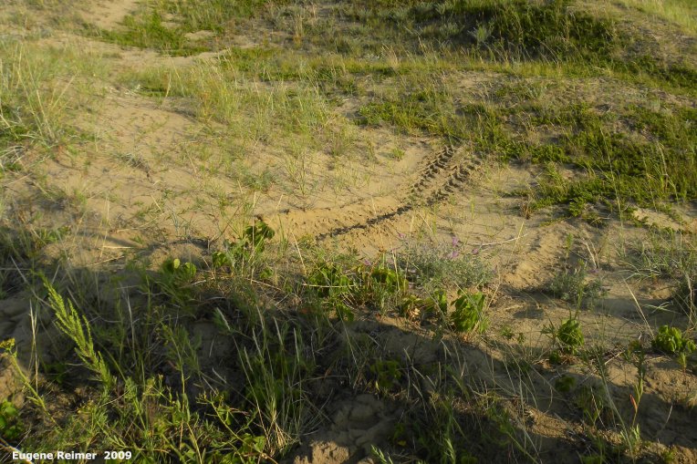 IMG 2009-Jul27 at Lauder Sandhills:&nbsp; ATV-tracks