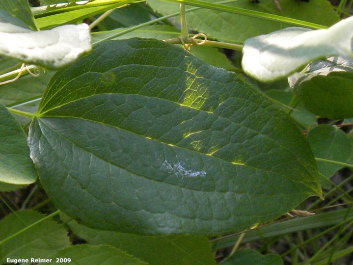 IMG 2009-Jul27 at Lauder Sandhills:  Carrion-flower (Smilax lasioneura) leaf