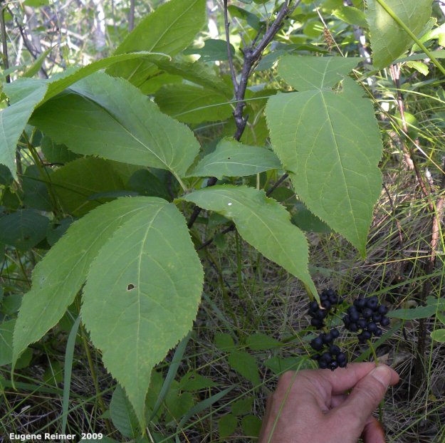 IMG 2009-Jul27 at Lauder Sandhills:  Wild sarsaparilla (Aralia nudicaulis) leaves and berries
