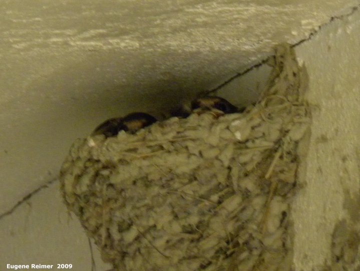 IMG 2009-Jul29 at Bissett:  Barn swallow (Hirundo rustica) immature in nest
