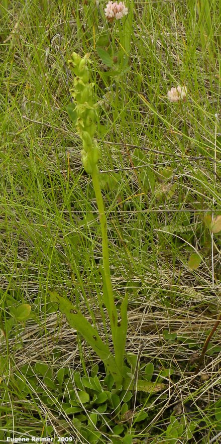 IMG 2009-Jul30 at Nopiming Provincial Park:  Tall green bog-orchid (Platanthera huronensis) plant