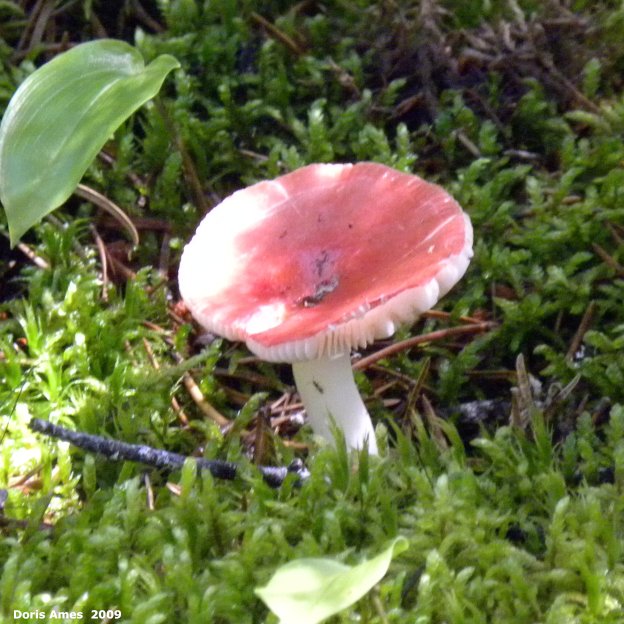 IMG 2009-Jul30 at Black Lake:  Russula mushroom (Russula sp)