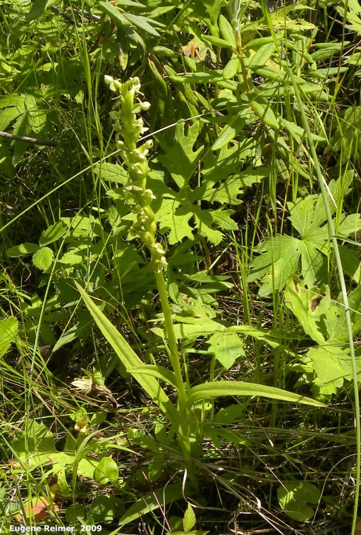 IMG 2009-Jul30 at east side of pr314 near Rabbit River:  Tall green bog-orchid (Platanthera huronensis) plant