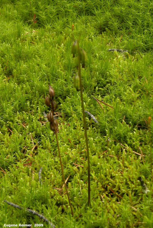 IMG 2009-Jul30 at east side of pr314 near Rabbit River:  Early coralroot (Corallorhiza trifida) fresh pods and old pods bad focus