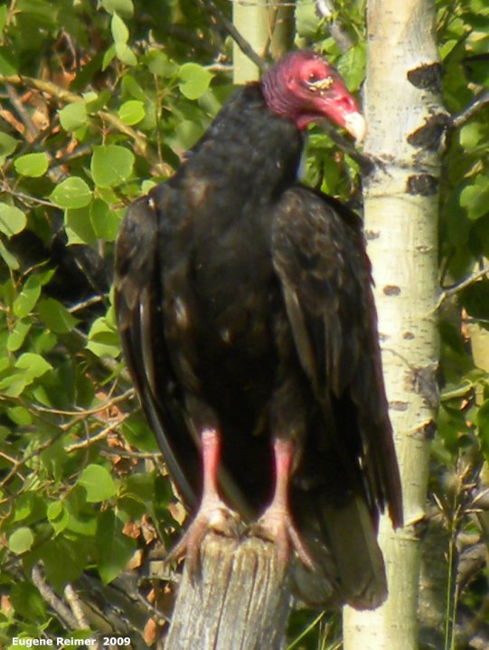 IMG 2009-Jul30 at pth11 near Pinawa:  Turkey-vulture (Cathartes aura) sitting on fencepost