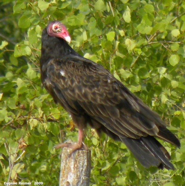 IMG 2009-Jul30 at pth11 near Pinawa:  Turkey-vulture (Cathartes aura) sitting on fencepost