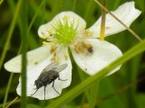 fly: on Canada anemone