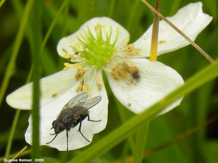 IMG 2009-Aug08 at Tolstoi/Gardenton TGPP Prairie-Day:  Fly (Diptera sp) on Canada anemone (Anemone canadensis)