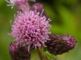 Canada thistle: flower-head and bud