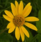 Sunflower: flower-head