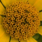 Sunflower: disk flowers