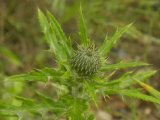 Flodmans thistle: plant in bud