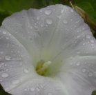 Wild morning-glory: flower closeup