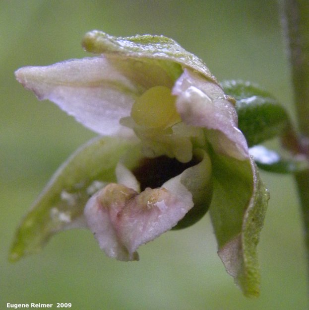 IMG 2009-Aug17 at Winnipeg:  Broad-leaved helleborine (Epipactis helleborine) flower