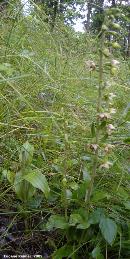 IMG 2009-Aug17 at Winnipeg:  Broad-leaved helleborine (Epipactis helleborine) plant in flower