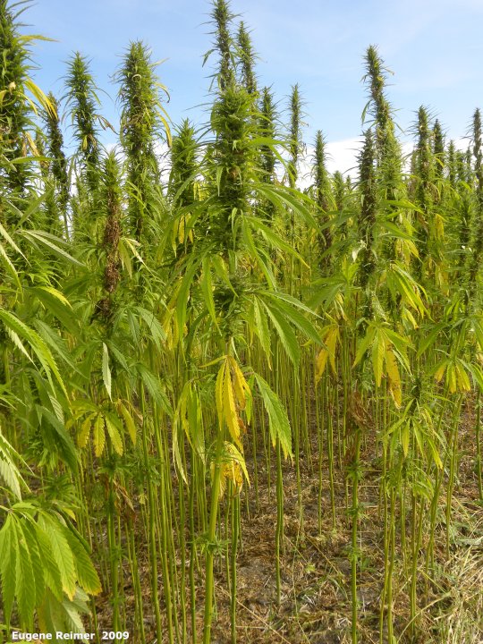 IMG 2009-Sep10 at pth10 near Dauphin:  Marijuana (Cannabis sativa) plants
