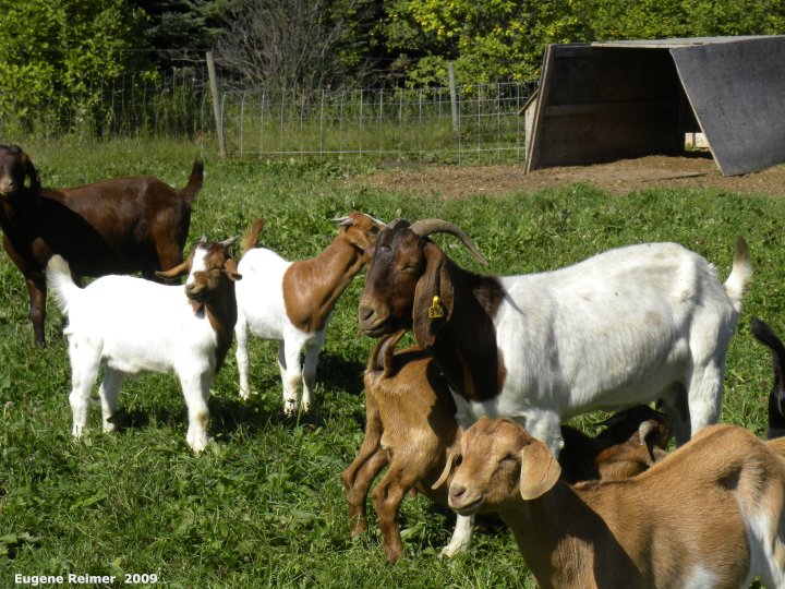 IMG 2009-Sep11 at Goat-farm near Renwer:  Goat (Capra aegagrus hircus) many nannies and kids