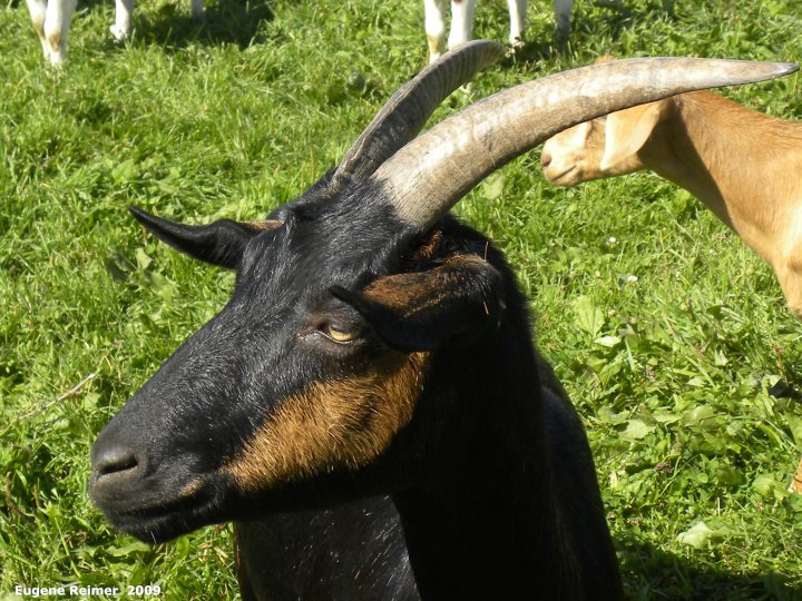 IMG 2009-Sep11 at Goat-farm near Renwer:  Goat (Capra aegagrus hircus) posing