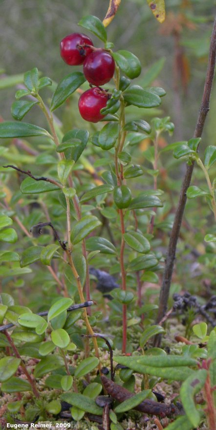 IMG 2009-Sep11 at Cowan Bog:  Bog cranberry=Mossberry (Vaccinium oxycoccos) plant with fruit