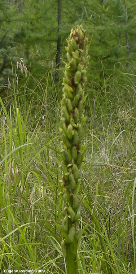 IMG 2009-Sep11 at Cowan Bog:  Tall green bog-orchid (Platanthera huronensis) seed-pods