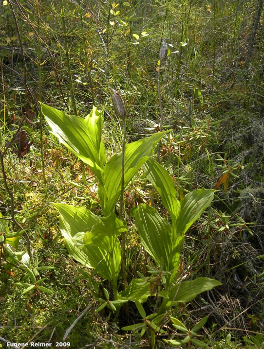 IMG 2009-Sep11 at Cowan Bog:  Showy ladyslipper (Cypripedium reginae) plants and old seedpods in sunlight