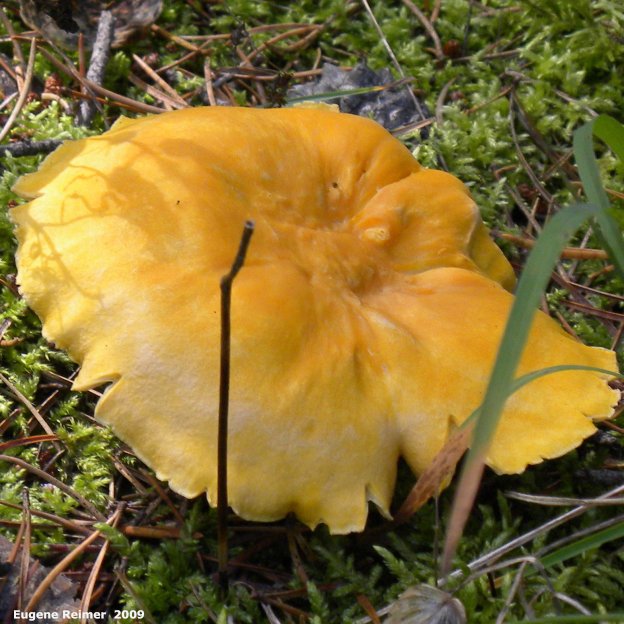 IMG 2009-Sep13 at Glen Klassen cottage near Marchand MB:  Chanterelle mushroom (Cantharellus cibarius)