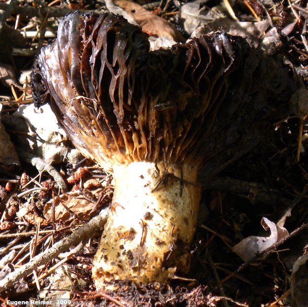 IMG 2009-Sep13 at Glen Klassen cottage near Marchand MB:  Shaggy-cap white-spored gilled-mushroom (Tricholoma sp) underside