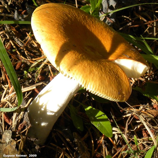 IMG 2009-Sep13 at Glen Klassen cottage near Marchand MB:  unidentified Mushroom (Fungi sp)