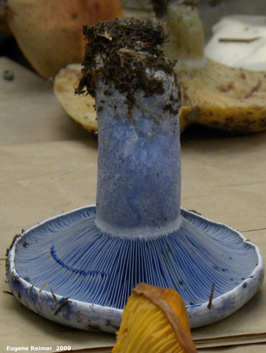 IMG 2009-Sep13 at Glen Klassen cottage near Marchand MB:  Blue milk-cap mushroom (Lactarius indigo)
