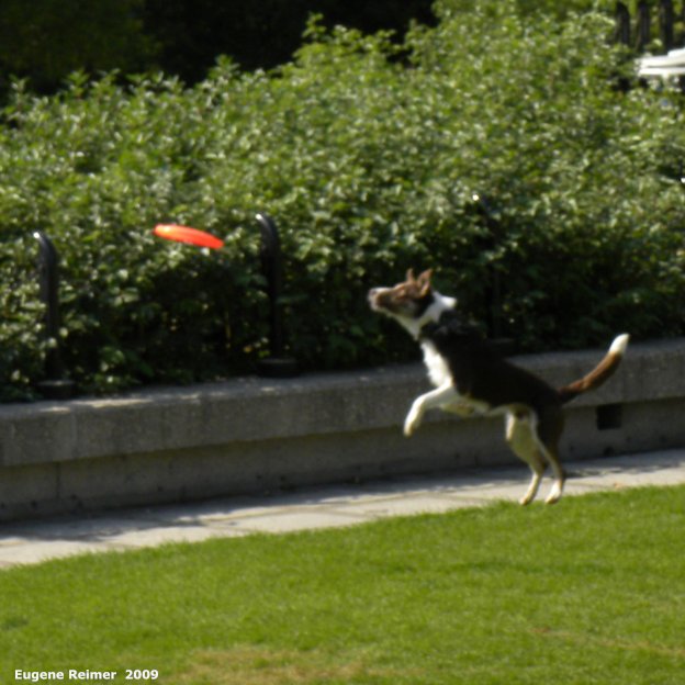 IMG 2009-Sep14 at The Forks:  Dog (Canis lupus familiaris) about to leap for frisbee