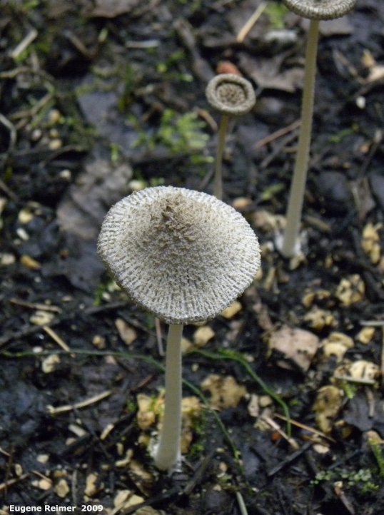 IMG 2009-Sep17 at Marble Ridge:  Harefoot mushroom (Coprinopsis lagopus)