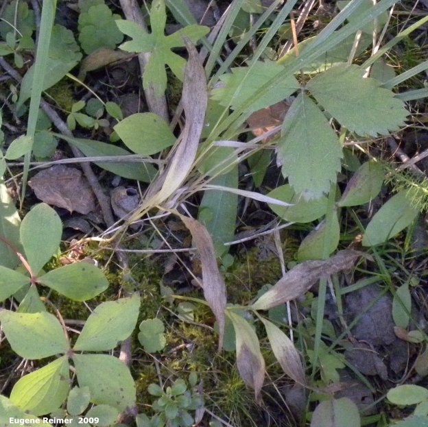 IMG 2009-Sep17 at gravel-road between pr224 and Jackhead:  Ramshead ladyslipper (Cypripedium arietinum) plant dying back