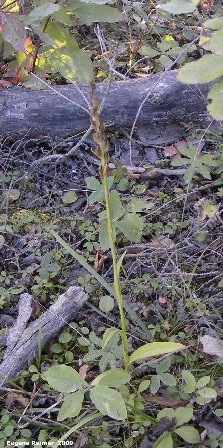IMG 2009-Sep17 at gravel-road between pr224 and Jackhead:  Green bog-orchid (Platanthera hyperborea/aquilonis/huronensis) plant with pods